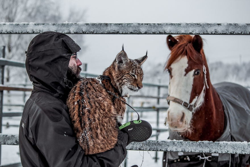 "Living with a Menagerie: My Experience Adopting Lynxes and Building a Diverse Animal Family with Dogs and Horses" - Yeudon