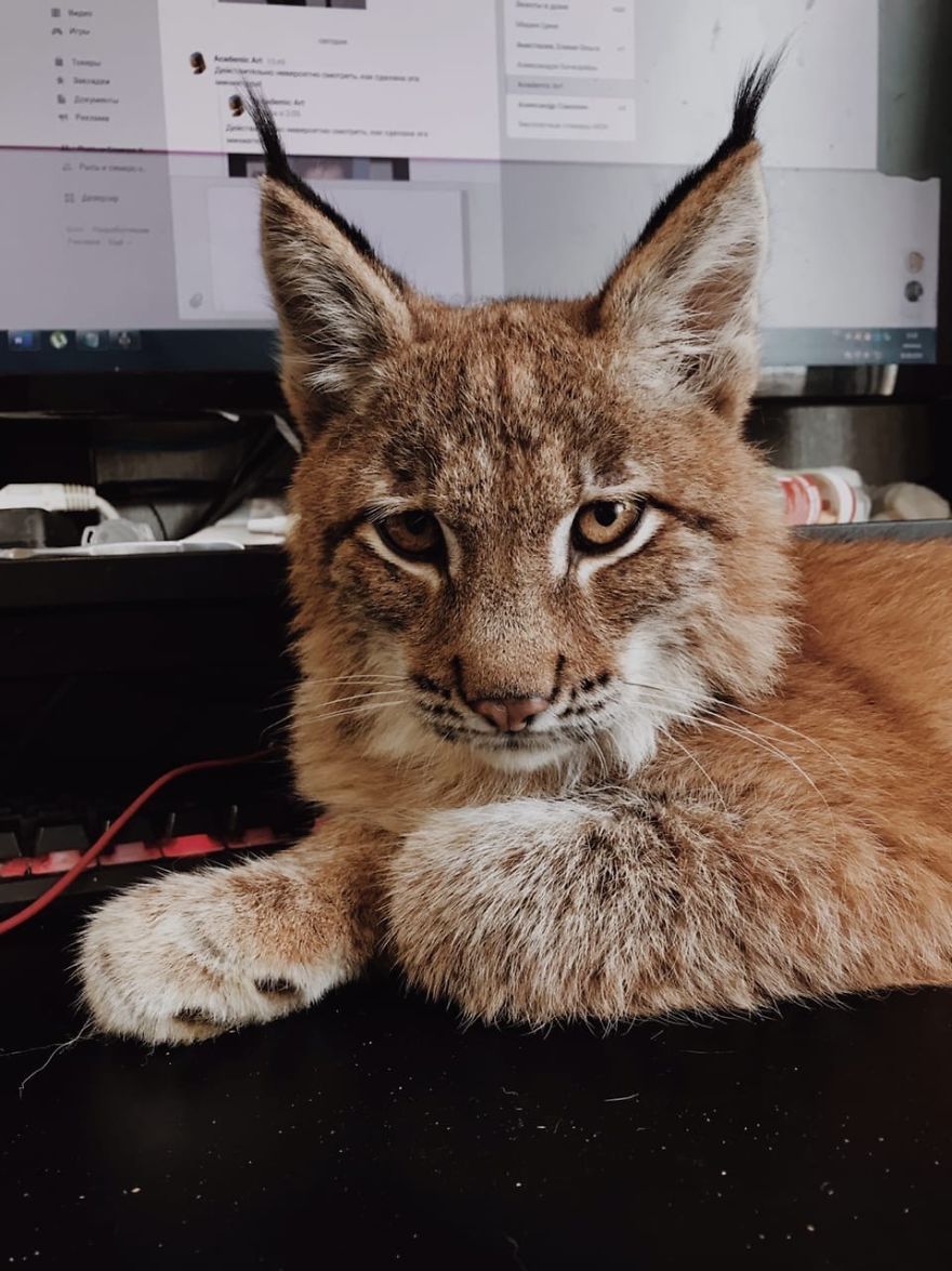 "Living with a Menagerie: My Experience Adopting Lynxes and Building a Diverse Animal Family with Dogs and Horses" - Yeudon