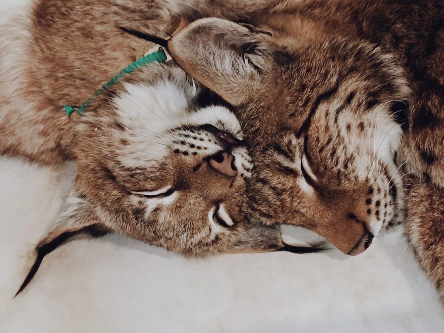 "Living with a Menagerie: My Experience Adopting Lynxes and Building a Diverse Animal Family with Dogs and Horses" - Yeudon