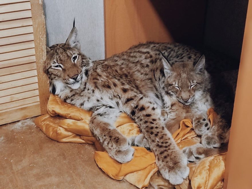 "Living with a Menagerie: My Experience Adopting Lynxes and Building a Diverse Animal Family with Dogs and Horses" - Yeudon