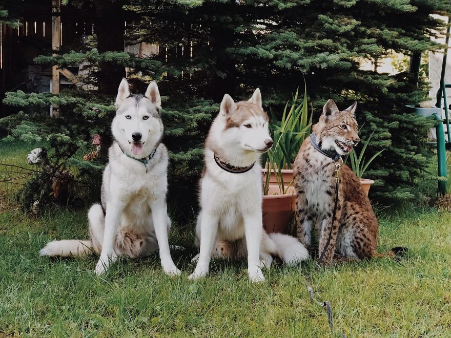 "Living with a Menagerie: My Experience Adopting Lynxes and Building a Diverse Animal Family with Dogs and Horses" - Yeudon