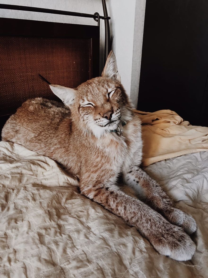 "Living with a Menagerie: My Experience Adopting Lynxes and Building a Diverse Animal Family with Dogs and Horses" - Yeudon