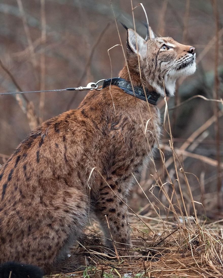 "Living with a Menagerie: My Experience Adopting Lynxes and Building a Diverse Animal Family with Dogs and Horses" - Yeudon