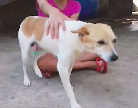 Man Is So Moved By Viral Video Of Dog Being Dumped That He Goes Looking And Saves Him