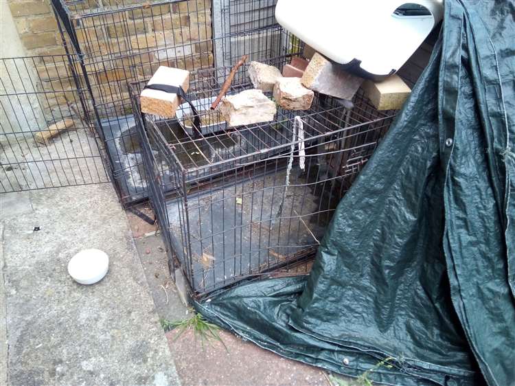 Chatham man banned from owning animals for five years after de.ath of two cats and neglect of two others