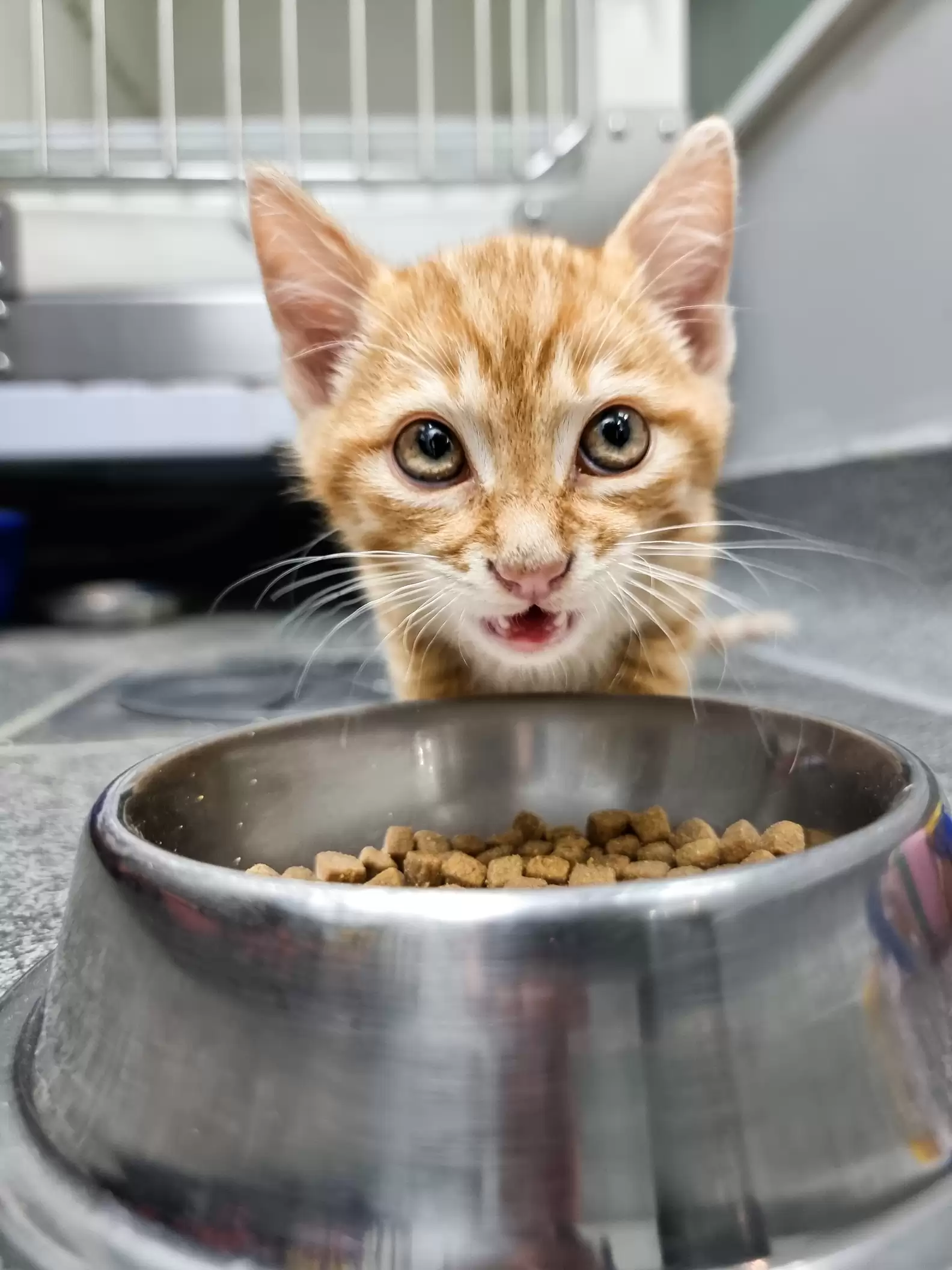 Kitten Sneaks Out Of Crate To Comfort Scared Dog At The Vet