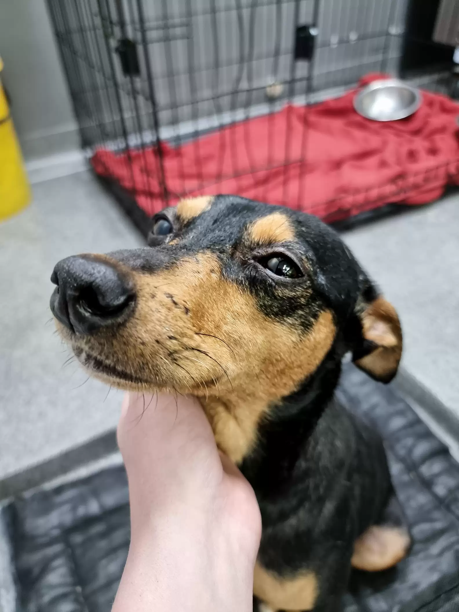 Kitten Sneaks Out Of Crate To Comfort Scared Dog At The Vet