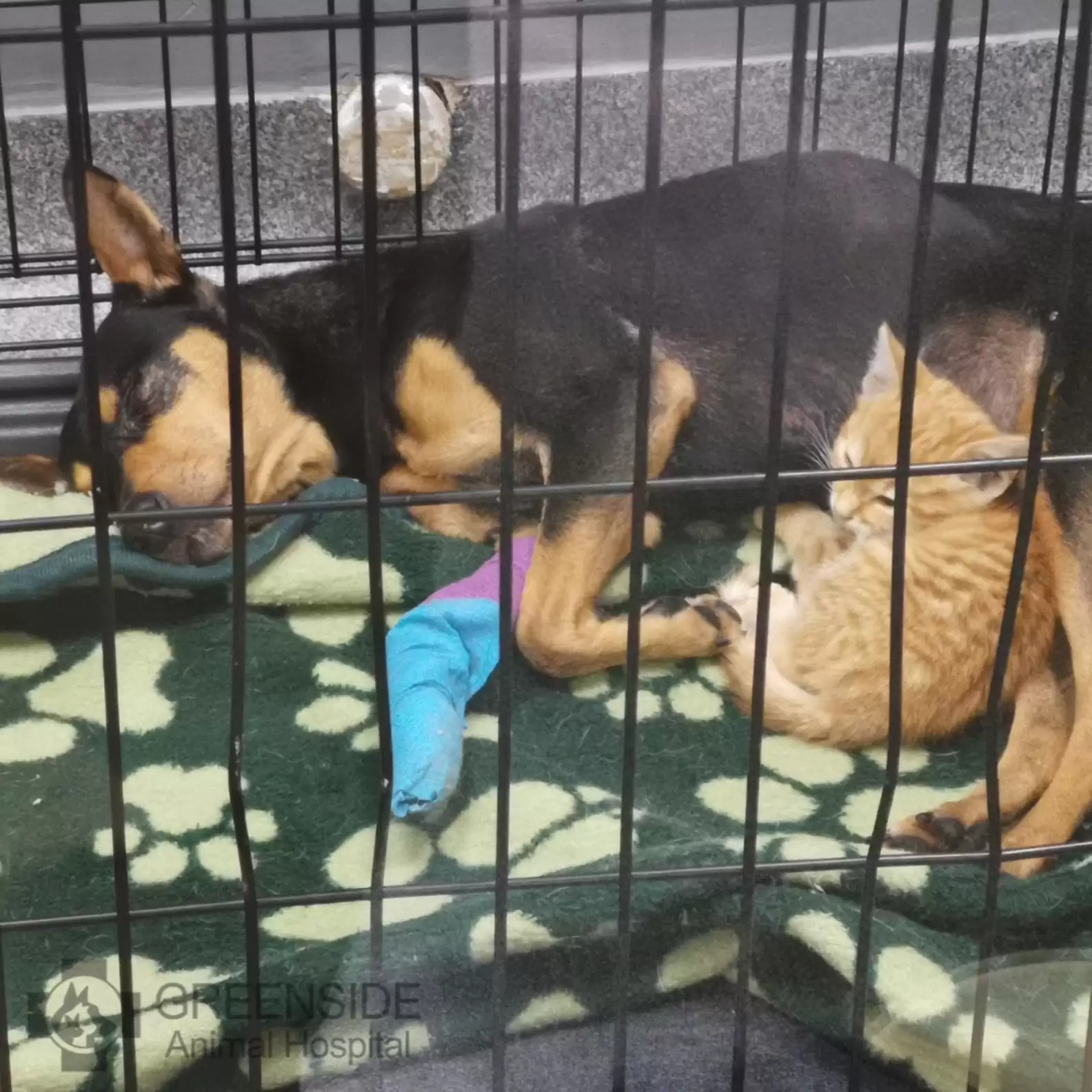 Kitten Sneaks Out Of Crate To Comfort Scared Dog At The Vet