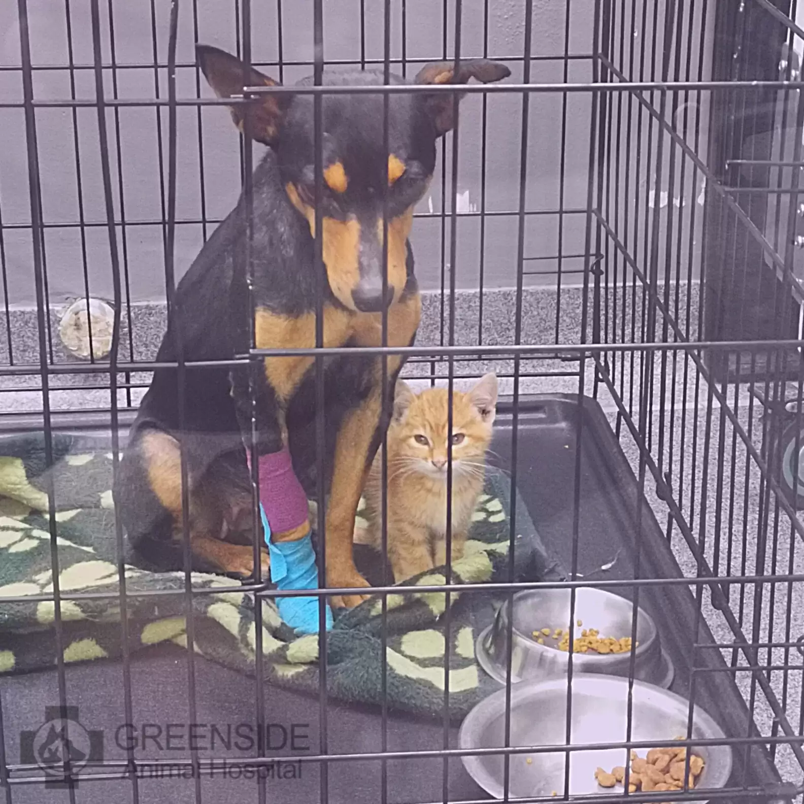 Kitten Sneaks Out Of Crate To Comfort Scared Dog At The Vet