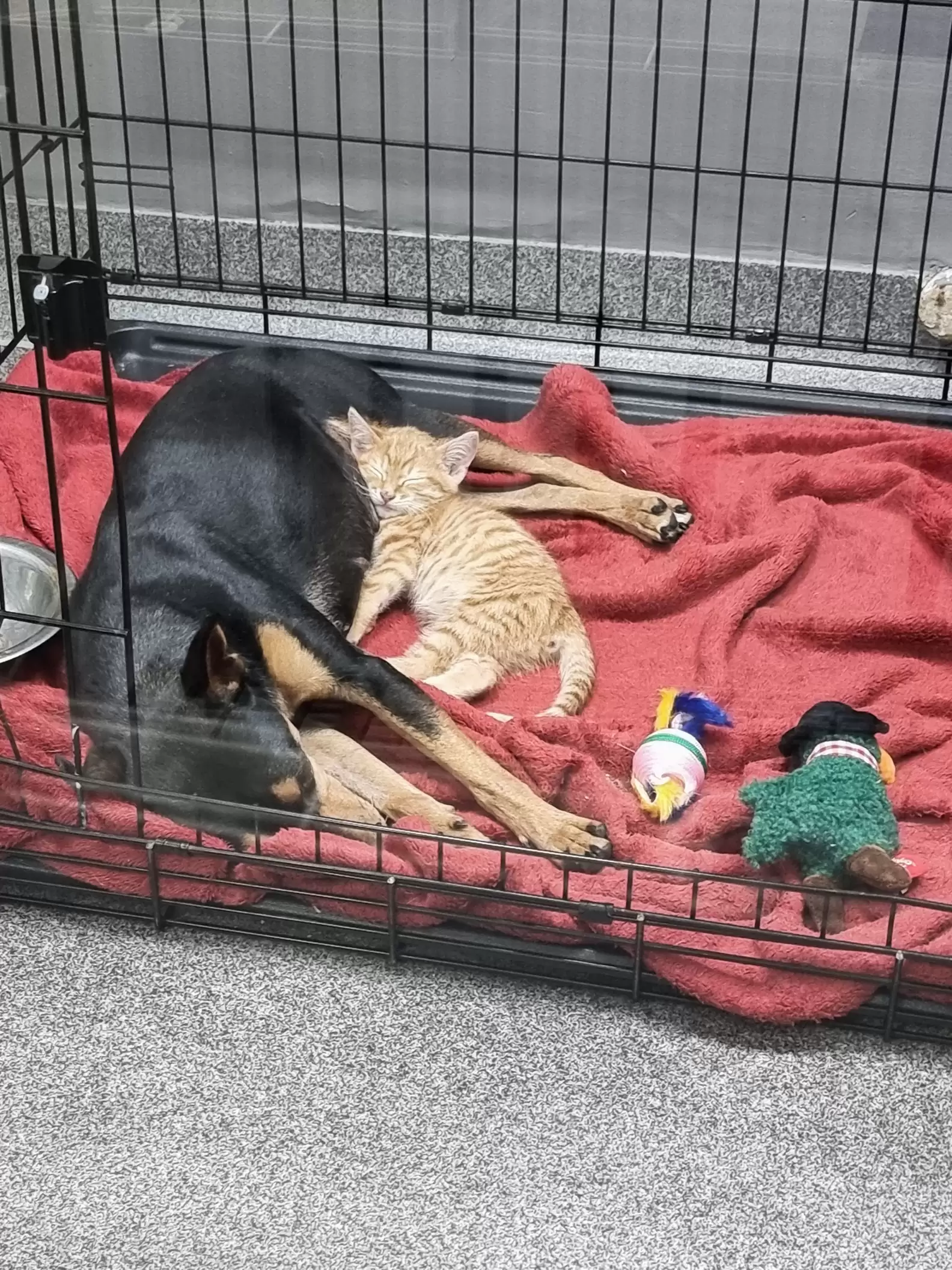 Kitten Sneaks Out Of Crate To Comfort Scared Dog At The Vet