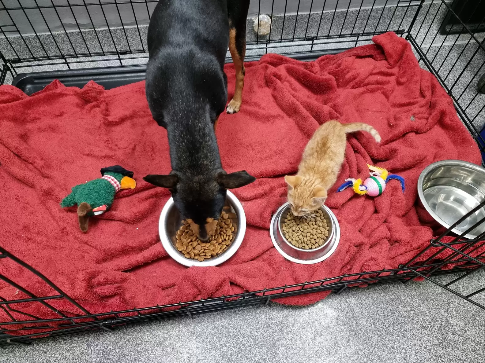 Kitten Sneaks Out Of Crate To Comfort Scared Dog At The Vet