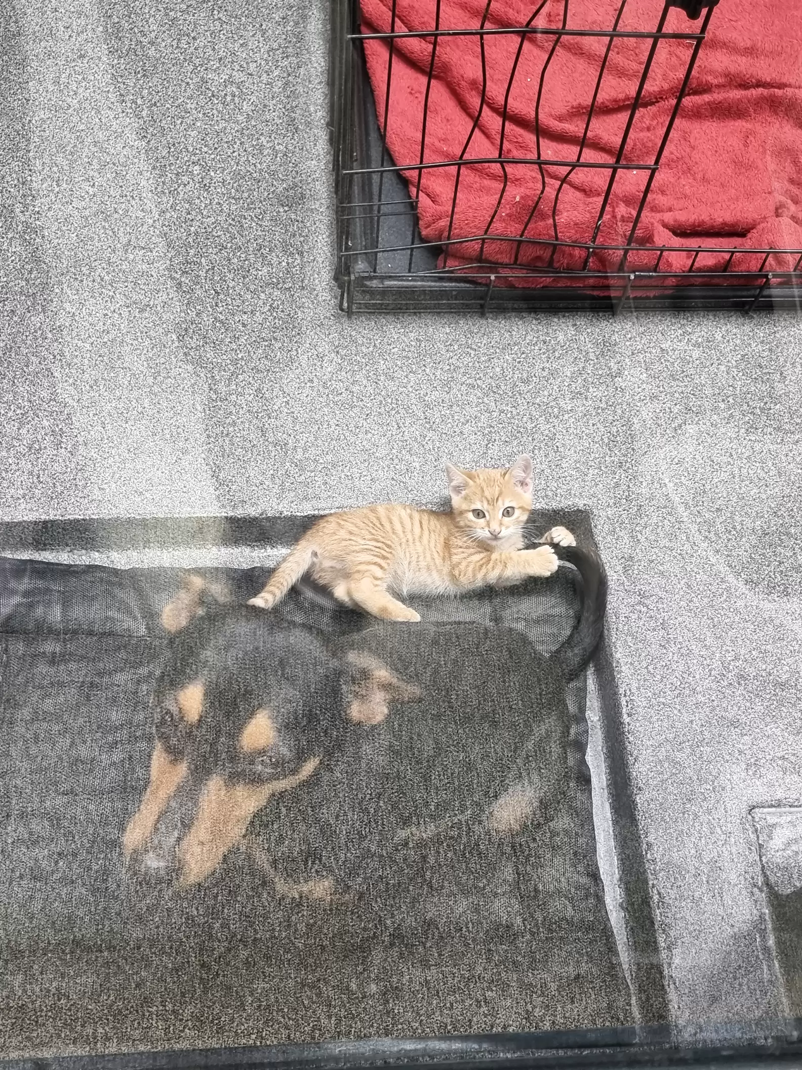 Kitten Sneaks Out Of Crate To Comfort Scared Dog At The Vet