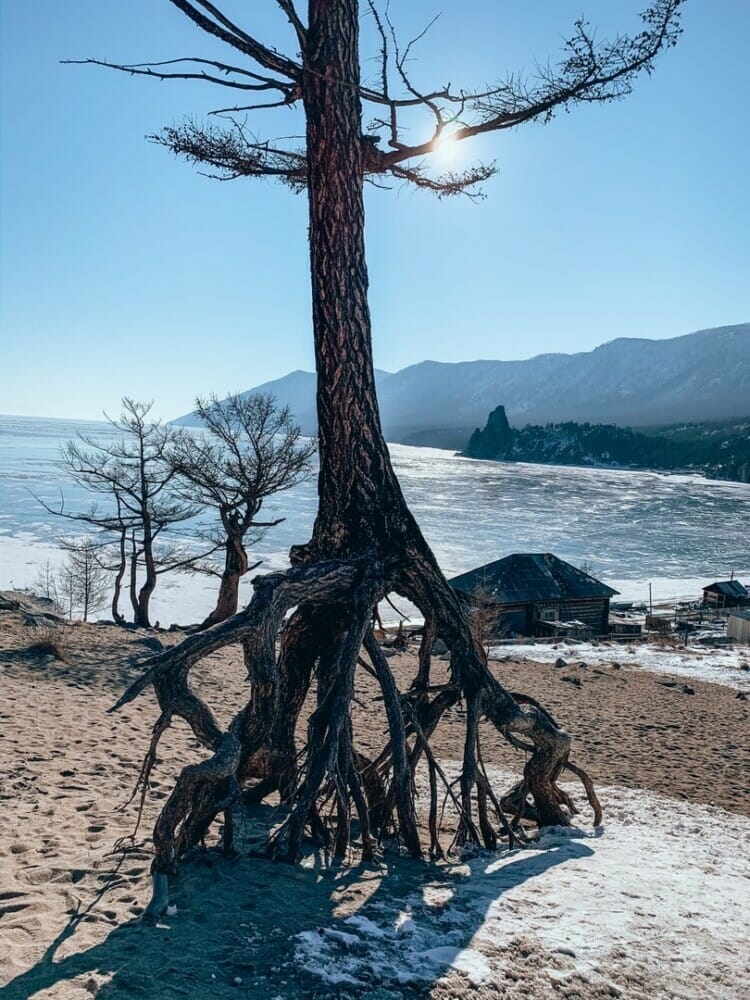 Defying The Odds: Trees Thrive Despite Being Stripped Of Soil - Nature and Life