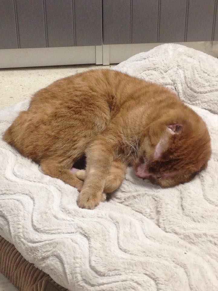 Cat Rescued From Fire Now Helps Take Care Of Other Animals In Vet Clinic