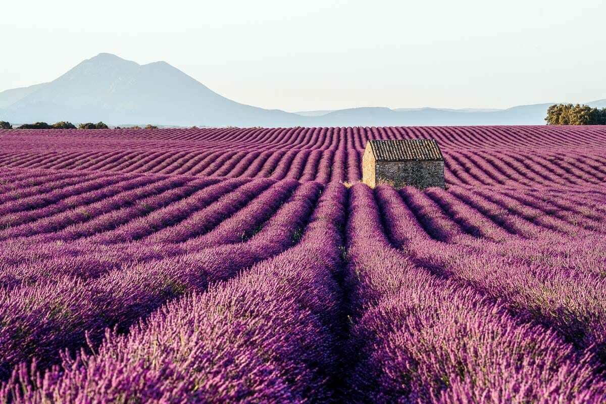 Discover 6 Beautiful Flower Fields in the World – Bestbabies.info