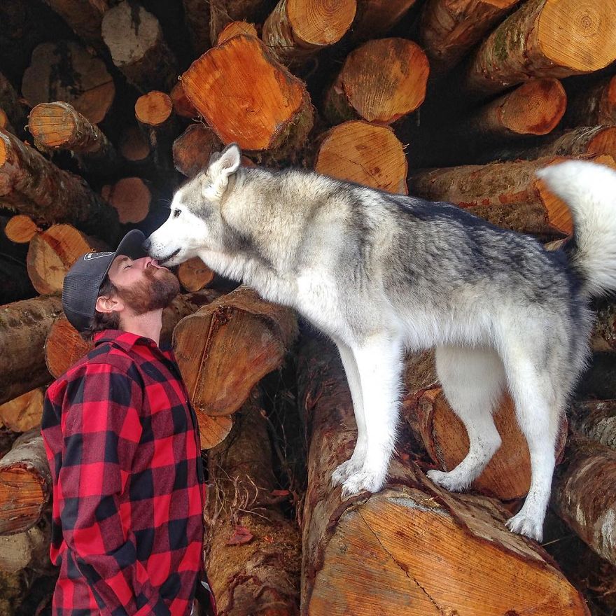 Guy Takes His Wolfdog On Adventures Because He Doesn’t Like To See Dogs Locked Away