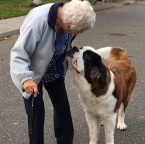 A Special Puppy Took it upon himself to befriend A Lonely Widow