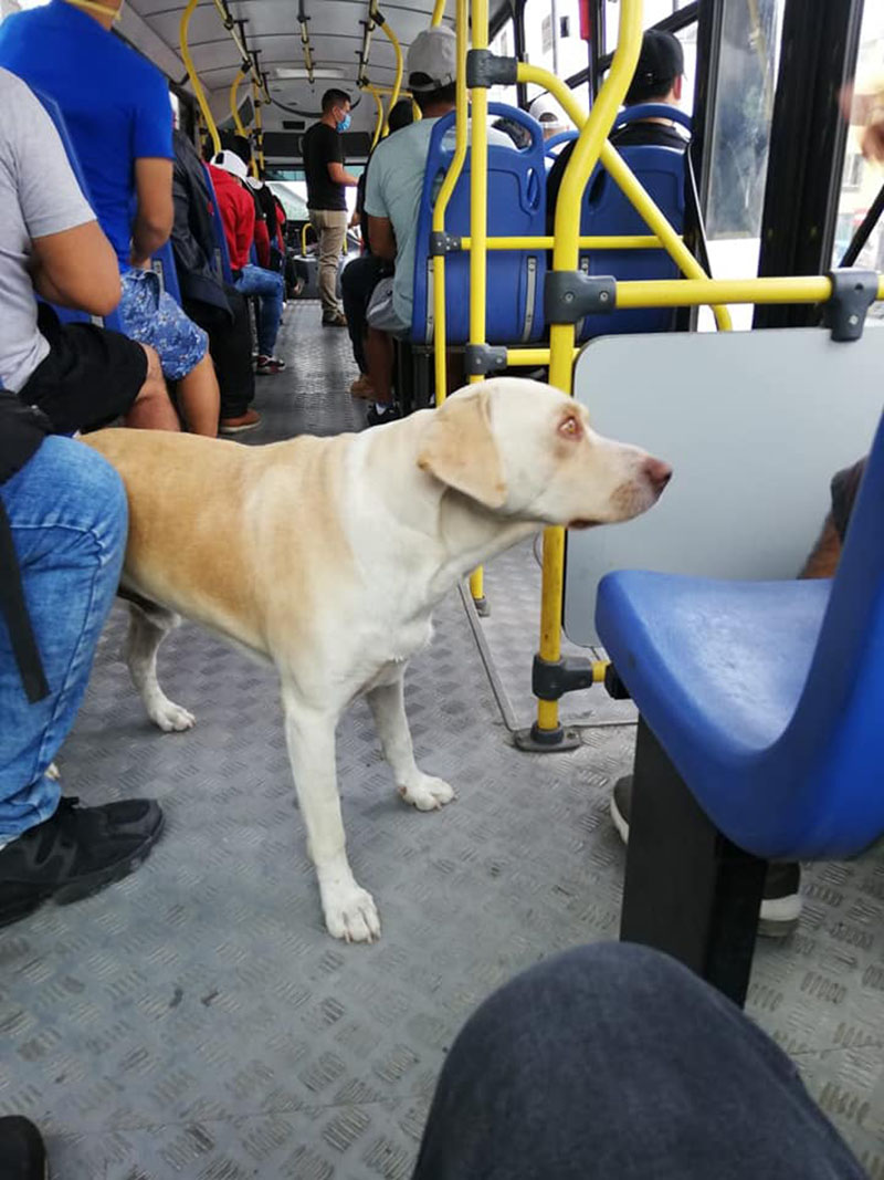 Lost Dog Gets On Buses Hoping To Find His Owner