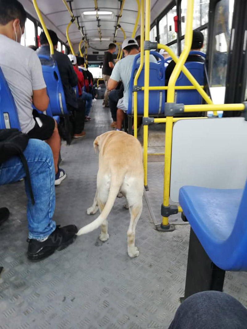 Lost Dog Gets On Buses Hoping To Find His Owner