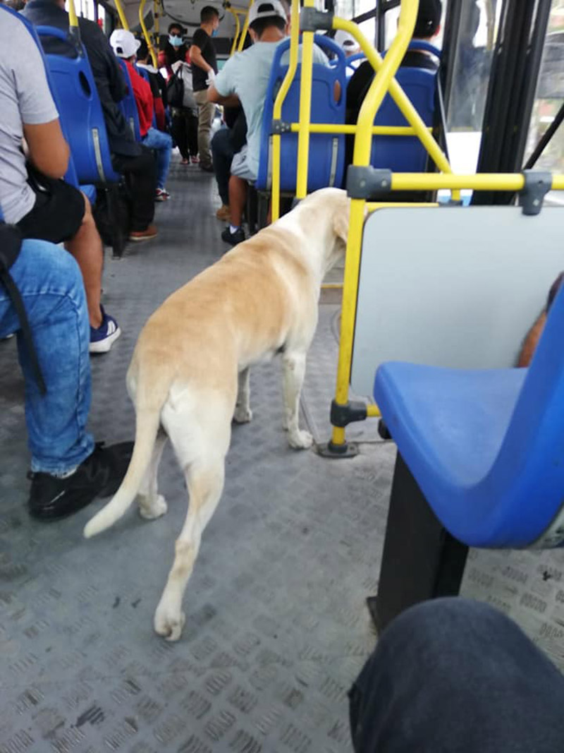 Lost Dog Gets On Buses Hoping To Find His Owner