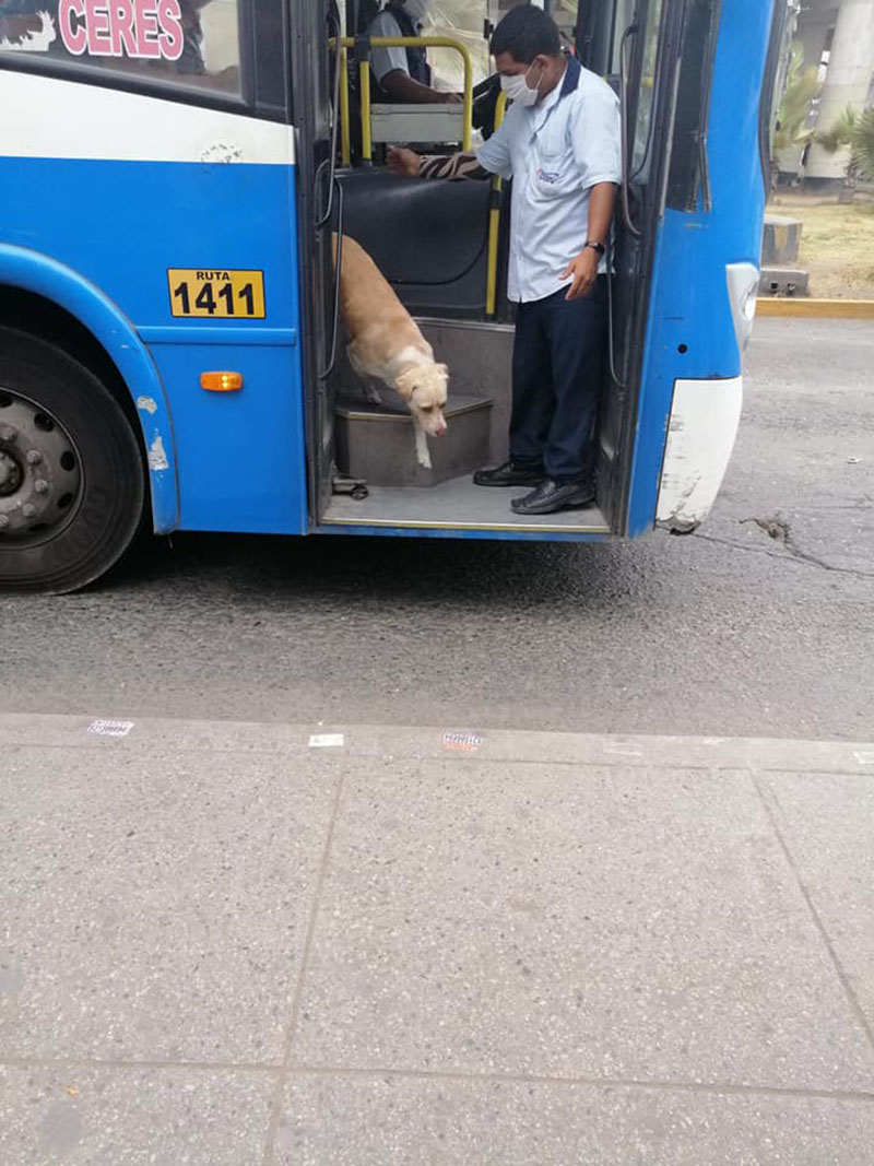 Lost Dog Gets On Buses Hoping To Find His Owner