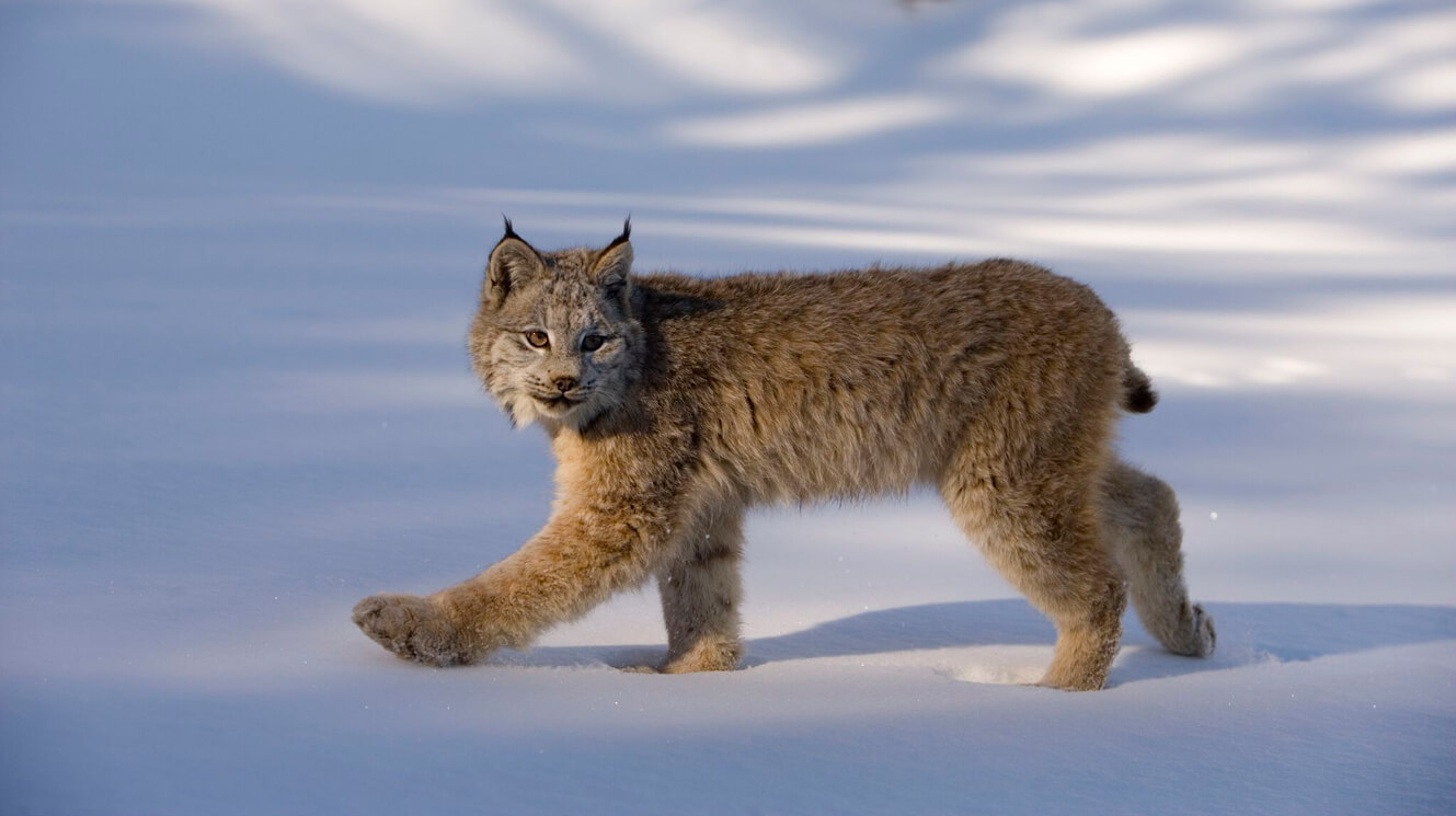 Meet The Stunning Big-Pawed Canadian Lynx – One Of The Rarest Big Cats In The World