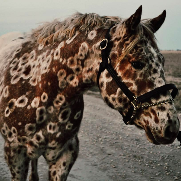 “Meet Tattoo: The Enchanting Appaloosa Horse Sporting a Unique ‘Leopard-Spotted’ Coat”