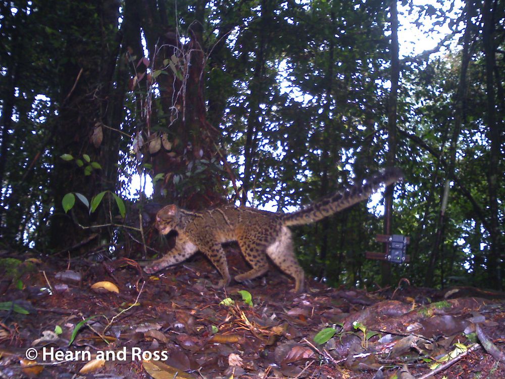 Elusive Marbled Cats Secretly Photographed in Borneo