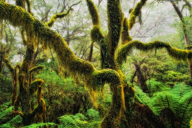 Delve into the world of magnificent mossy ancient Antarctic beech trees, where time and nature have sculpted intricate and breathtaking landscapes. – Dx Hot News