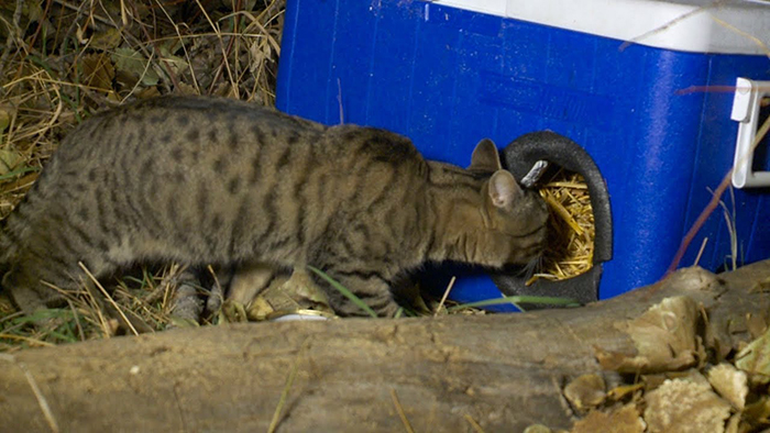 Man Makes Winter Shelters For Stray Cats Out Of Discarded Coolers