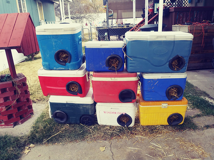 Man Makes Winter Shelters For Stray Cats Out Of Discarded Coolers