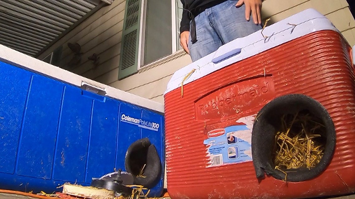 Man Makes Winter Shelters For Stray Cats Out Of Discarded Coolers