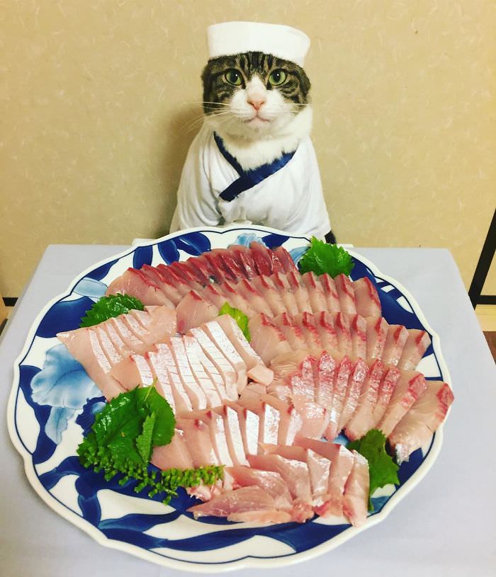 Cosplaying Cat Chef Dines With His Mom Every Night In Different Outfit