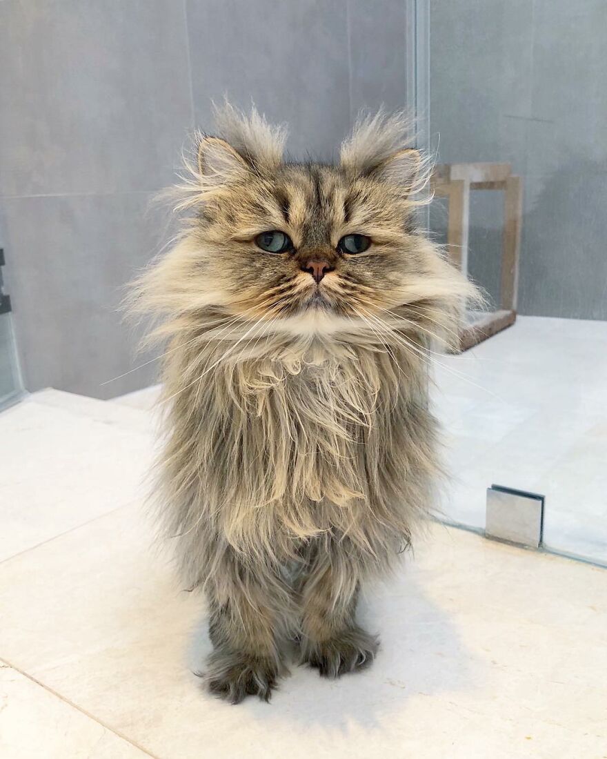 Meet The Persian Cat Barnaby Who Always Looks Like He Didn’t Have His Morning Coffee Yet