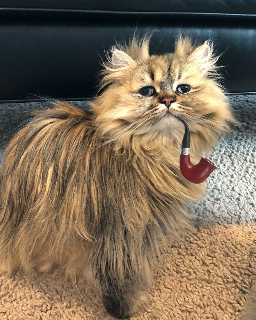 Meet The Persian Cat Barnaby Who Always Looks Like He Didn’t Have His Morning Coffee Yet