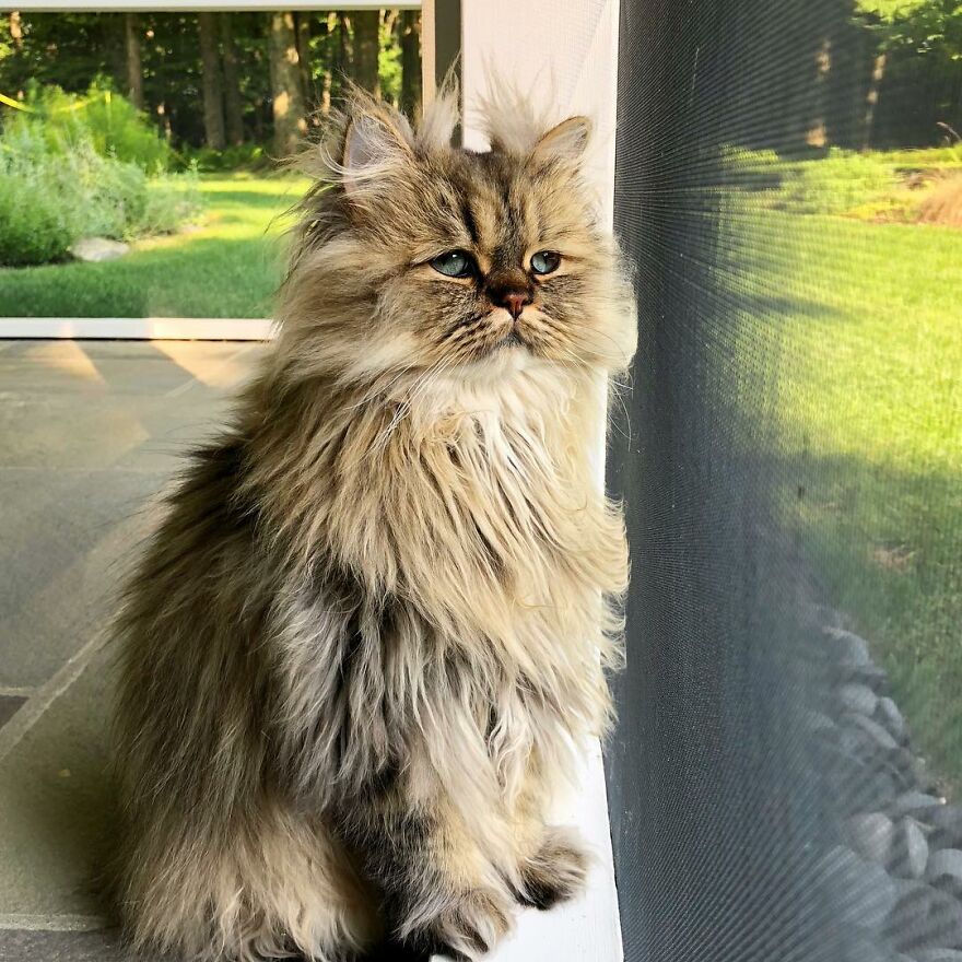 Meet The Persian Cat Barnaby Who Always Looks Like He Didn’t Have His Morning Coffee Yet