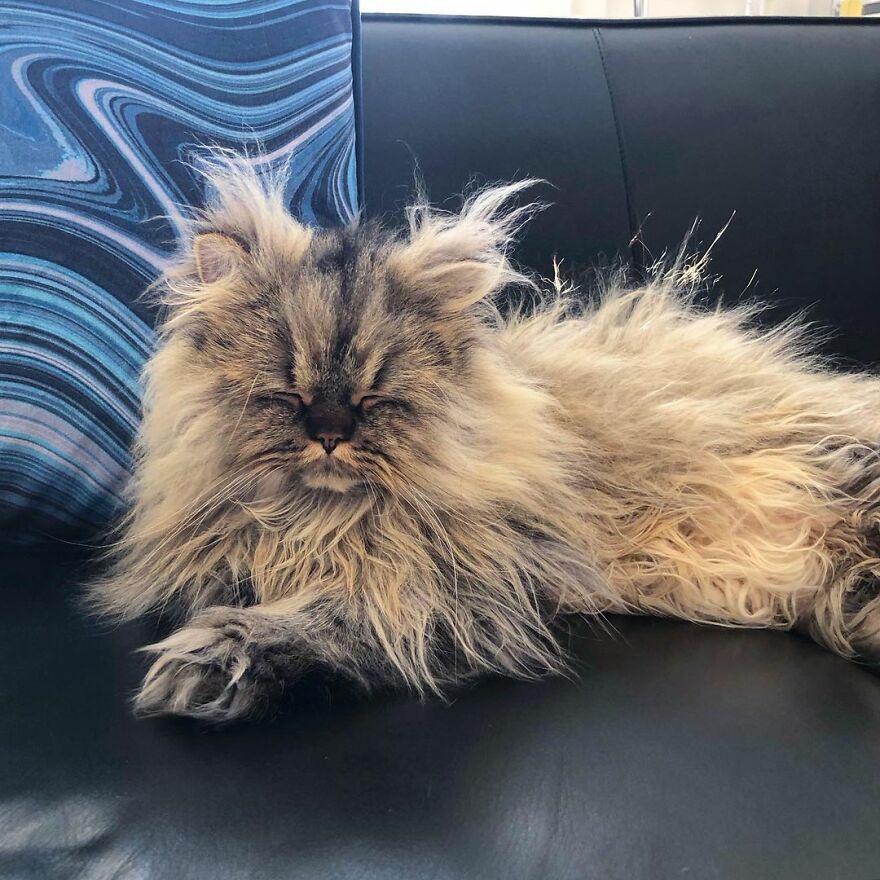 Meet The Persian Cat Barnaby Who Always Looks Like He Didn’t Have His Morning Coffee Yet