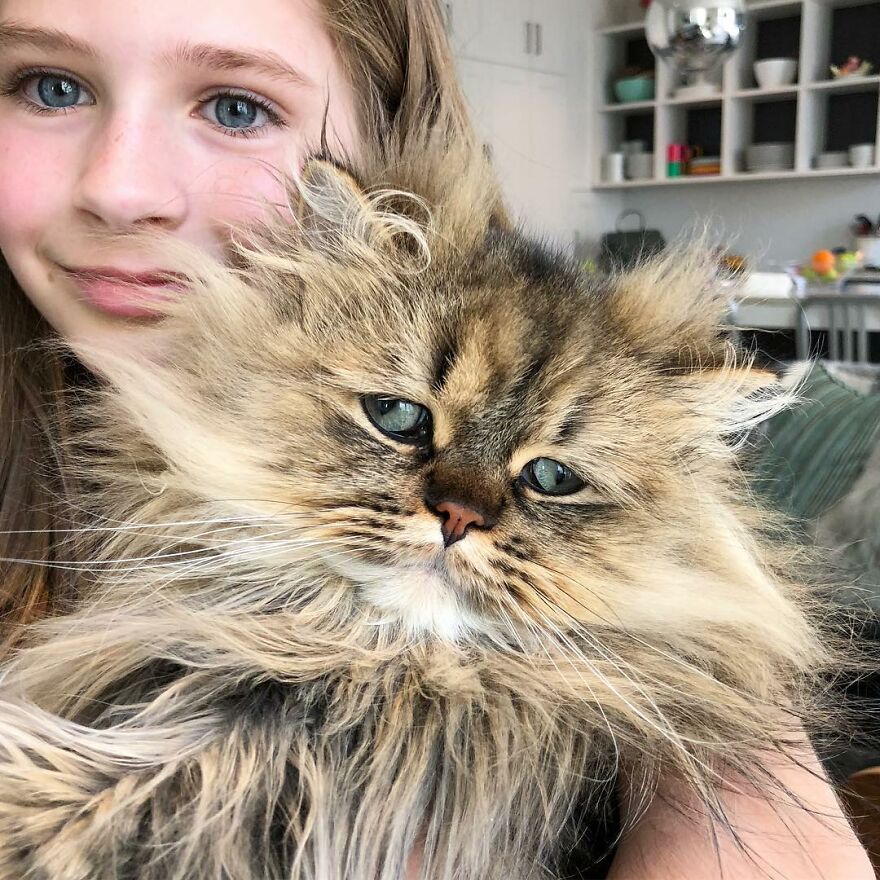 Meet The Persian Cat Barnaby Who Always Looks Like He Didn’t Have His Morning Coffee Yet