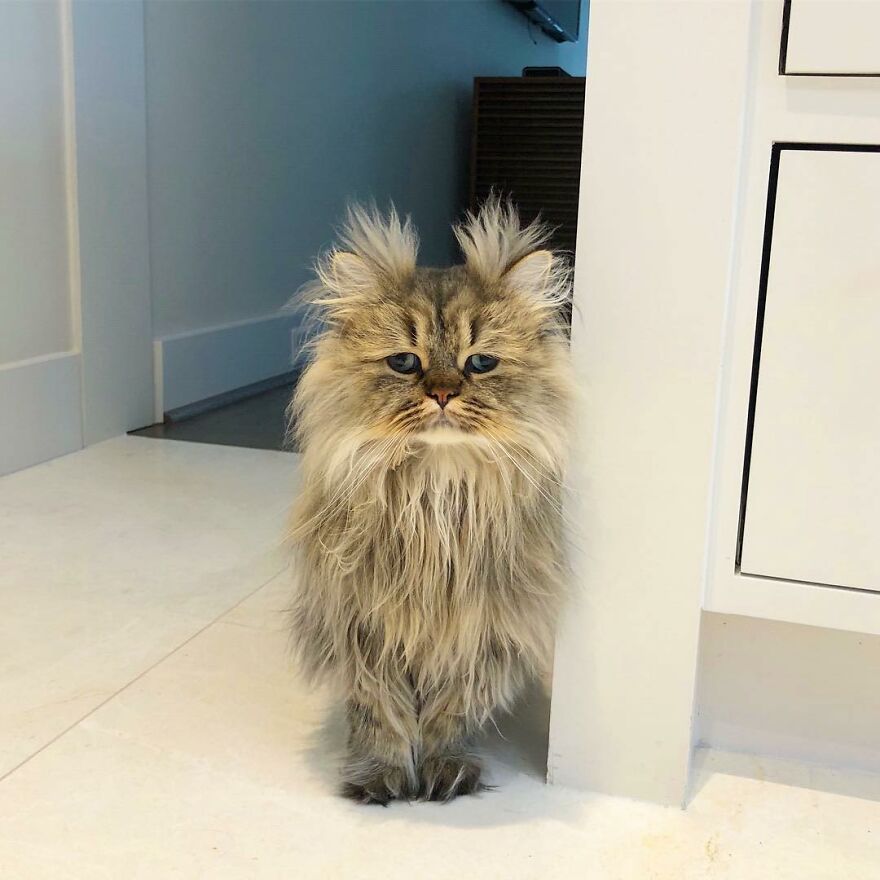 Meet The Persian Cat Barnaby Who Always Looks Like He Didn’t Have His Morning Coffee Yet