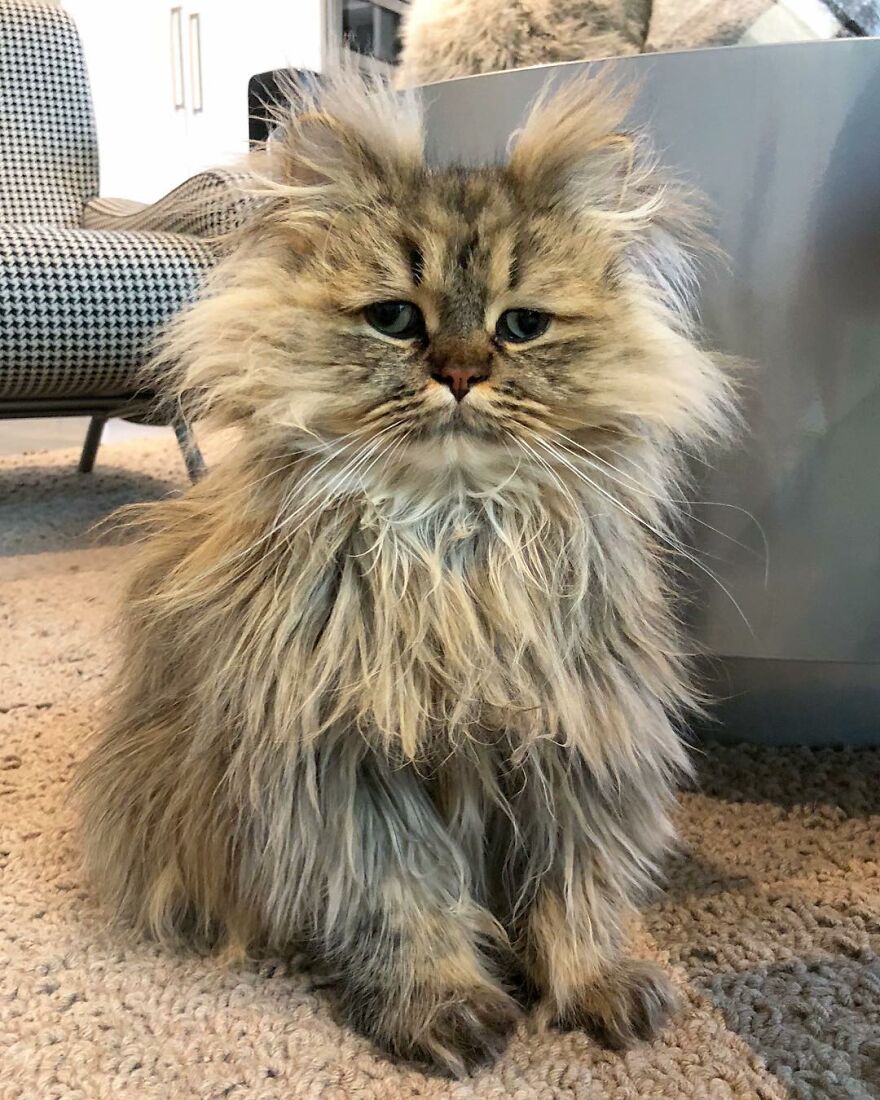 Meet The Persian Cat Barnaby Who Always Looks Like He Didn’t Have His Morning Coffee Yet