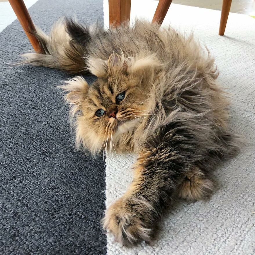 Meet The Persian Cat Barnaby Who Always Looks Like He Didn’t Have His Morning Coffee Yet