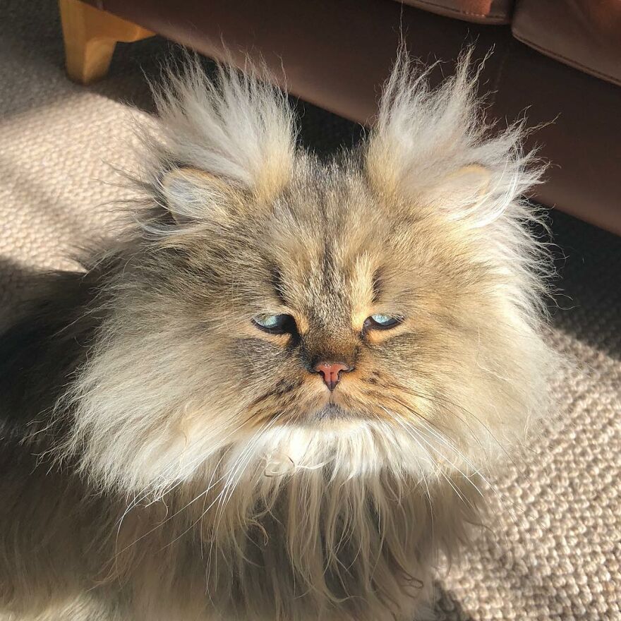 Meet The Persian Cat Barnaby Who Always Looks Like He Didn’t Have His Morning Coffee Yet