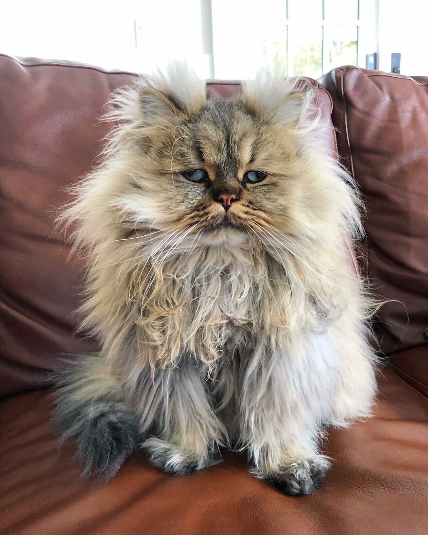 Meet The Persian Cat Barnaby Who Always Looks Like He Didn’t Have His Morning Coffee Yet