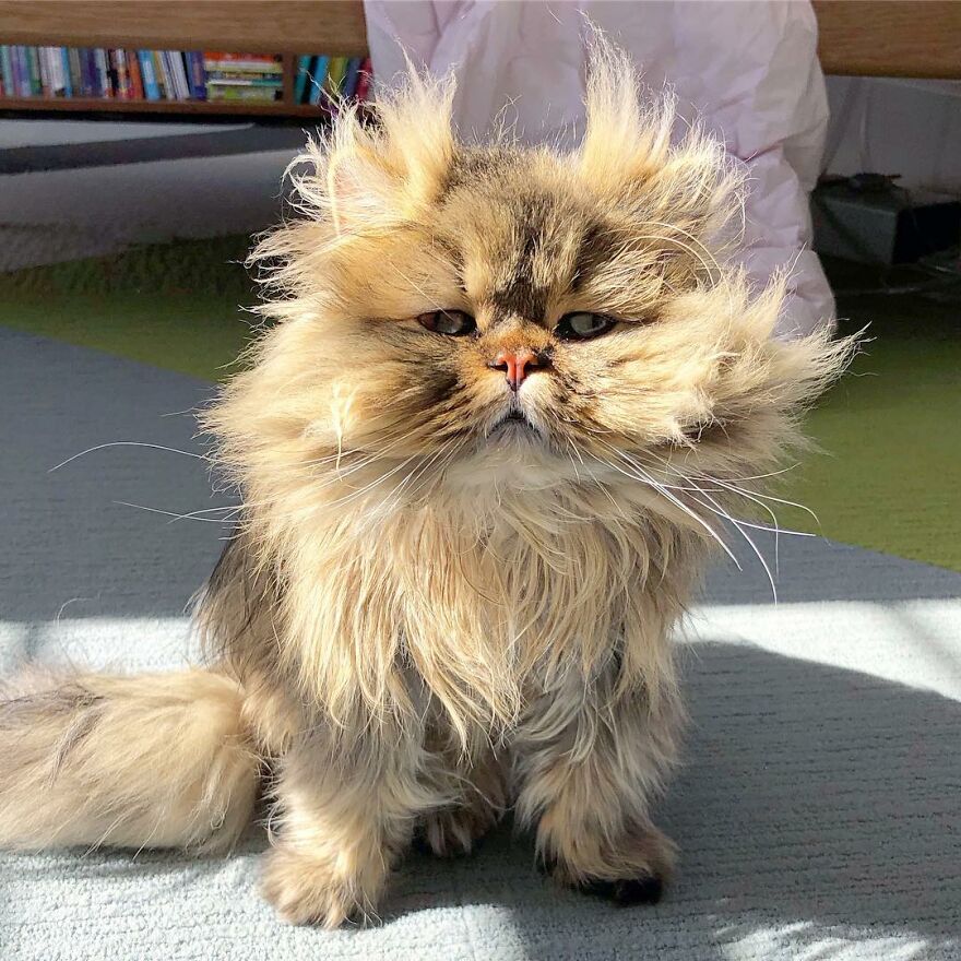 Meet The Persian Cat Barnaby Who Always Looks Like He Didn’t Have His Morning Coffee Yet