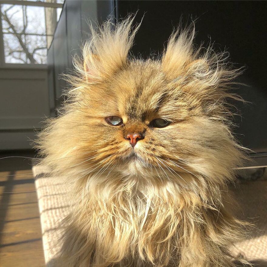 Meet The Persian Cat Barnaby Who Always Looks Like He Didn’t Have His Morning Coffee Yet