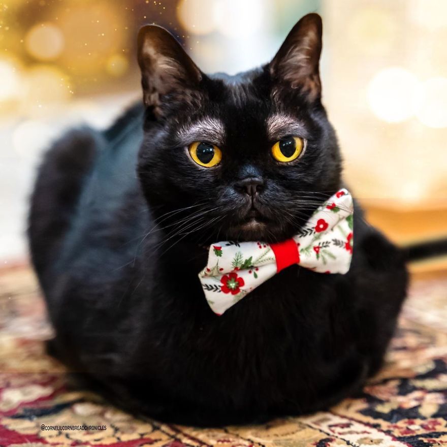 Meet This Adorable Kitten With The Most Interesting And Cute Eyebrows