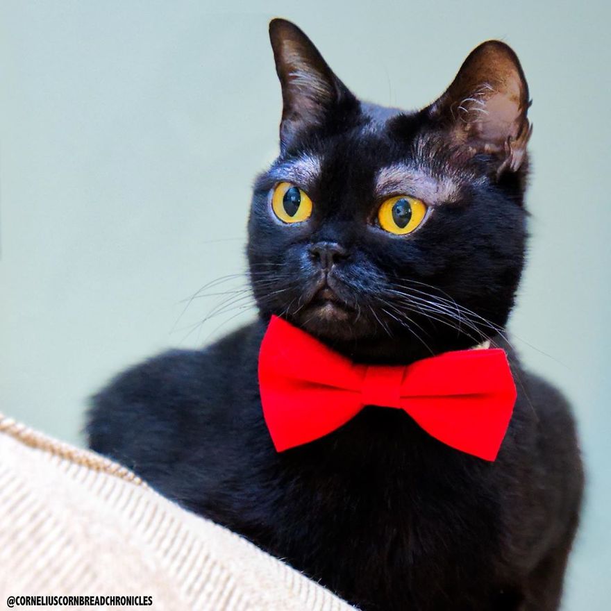 Meet This Adorable Kitten With The Most Interesting And Cute Eyebrows