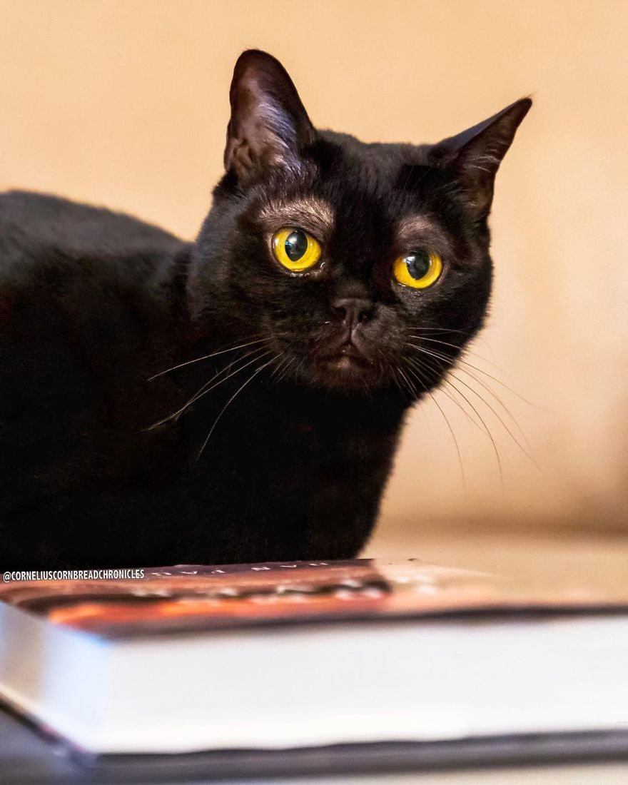 Meet This Adorable Kitten With The Most Interesting And Cute Eyebrows