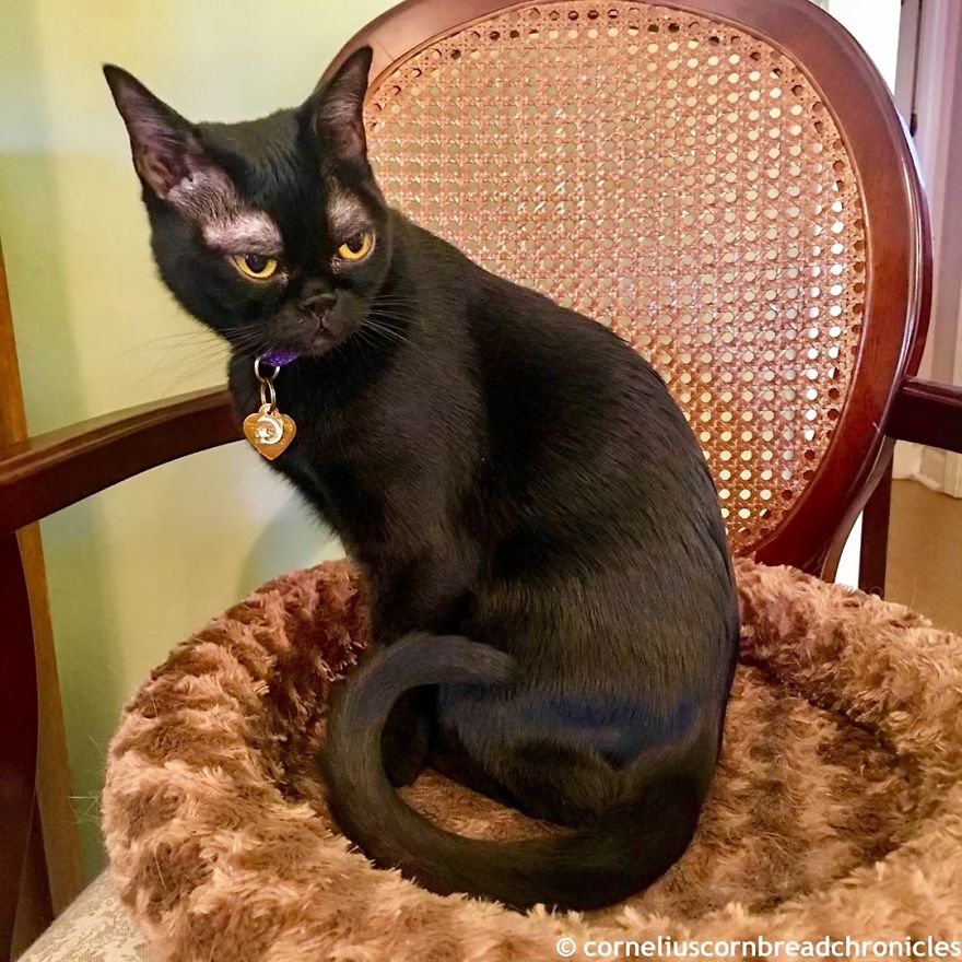 Meet This Adorable Kitten With The Most Interesting And Cute Eyebrows