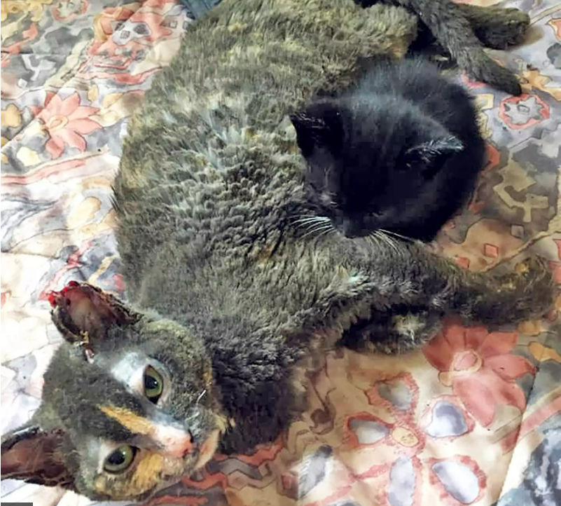 Mother Cat Runs Into Burning Building 5 Times To Save Her Kittens